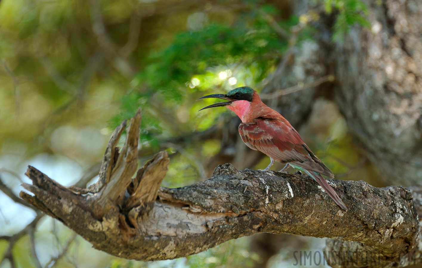 Merops nubicoides [550 mm, 1/320 Sek. bei f / 8.0, ISO 800]